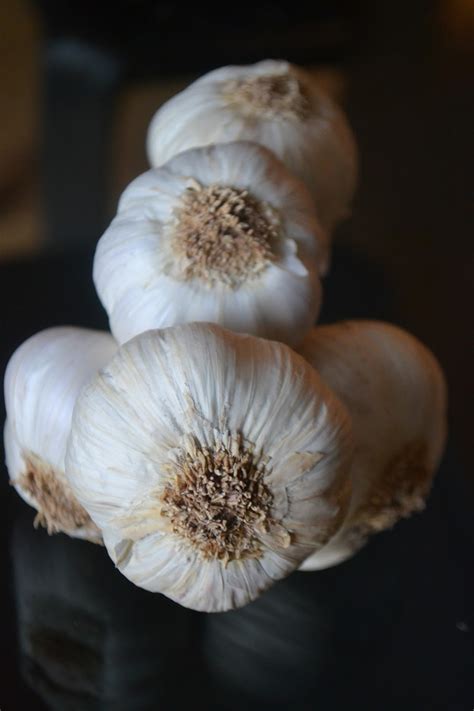 garlic deutsch|garlic 